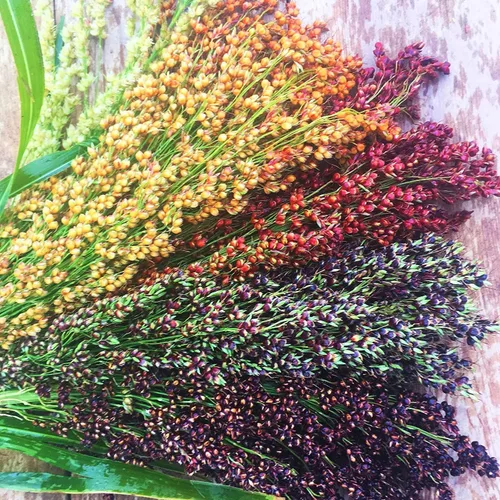 Semillas de parcela de alimentos para plantar, cultivar alimentos para ciervos, pavos, alces, fesantes, codornices y otros animales silvestres Mix
