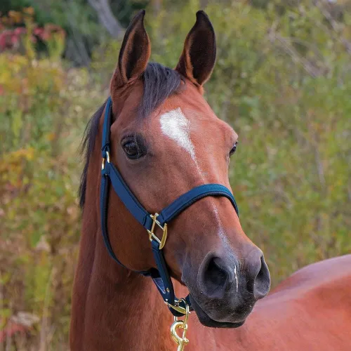 Miniatura 4 de Dura-Tech Cabestro de caballo de nailon totalmente acolchado Cabestro para caballo diseñado para evitar rozaduras Corona y bordillo de caballo