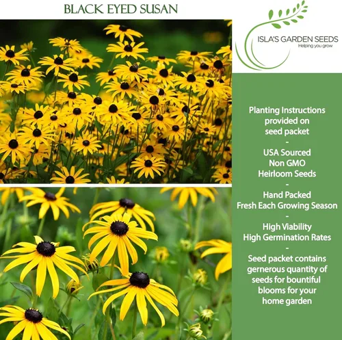 Miniatura 2 de Semillas de flores Susan de ojos negros, más de 3000 semillas por paquete, flores silvestres amarillas brillantes, nombre botánico: Rudbeckia hirta