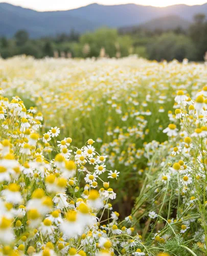 Miniatura 6 de Herb Pharm Extracto líquido de manzanilla: USDA Orgánico Apoyo calmante del sistema nervioso, suplemento de manzanilla de apoyo al estrés