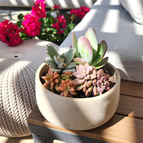 Miniatura 3 de Altman Plants, Plantas suculentas vivas (4 unidades), regalos para amantes de las plantas suculentas, plantas de interior vivas en tierra