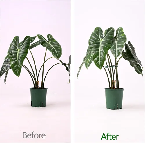 Miniatura 3 de Yohsnor 5 ganchos de soporte para plantas Monstera - 4.1 x 4.4 pulgadas, estabilizadores flexibles duraderos para plantas de interior, soportes
