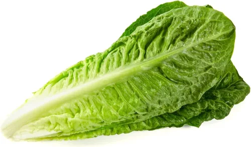 Miniatura 7 de Semillas de Lechuga Romana (Parris White Cos) (2300 Semillas)
