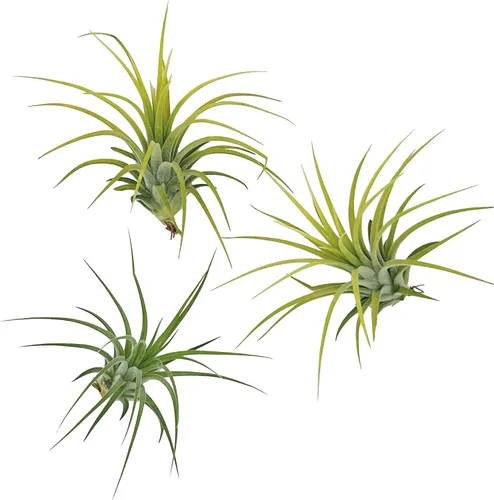 Miniatura 4 de ragnaroc Plantas de aire – Druida Tillandsia Ionantha, Regular 2-3 pulgadas – 3 ct – Llegada viva garantizada – Plantas de interior para decoración