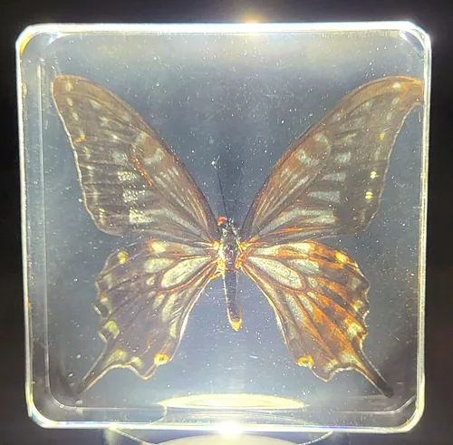 Miniatura 13 de Mariposa Bluebottle real de 2.9 pulgadas en resina de Lucite transparente, grafio, sarpedón, colección de manualidades para biología, ciencias