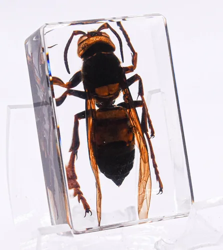 Miniatura 8 de 44mm Escorpión real asiático gigante en resina de lucite transparente cristal, especímenes de artesanía, insectos de animales varios, colección