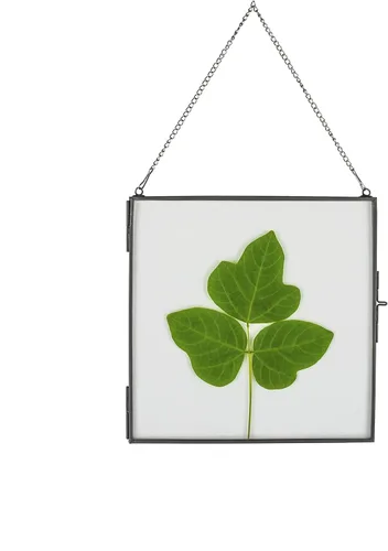 NCYP Marco flotante de vidrio colgante para flores secas prensadas, fotos, imágenes, especímenes de plantas pequeñas, 8 x 8 pulgadas, negro,