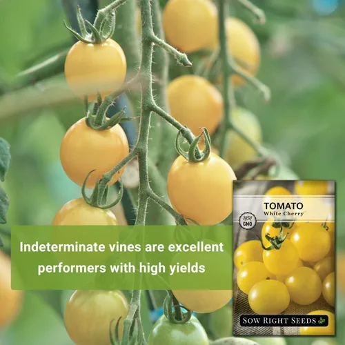 Miniatura 3 de Sow Right Seeds - Semilla de tomate cereza blanca para plantar - Paquete de reliquia sin OMG con instrucciones para plantar un huerto casero