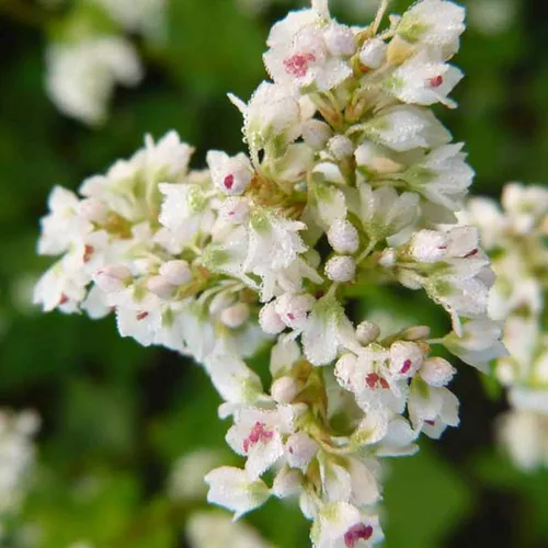 Trigo sarraceno japonés, 1 onza ~ 900 semillas, perenne, sin OMG, polinizado abierto, cultivo de cobertura de granja y jardín, cultivo de abejas y