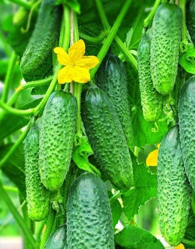 Miniatura 2 de Semillas de pepino autopolinizador de interior Firm Secret F1 Hybrid Vegetal para plantar sin OMG - Tiempo de cosecha 55 días