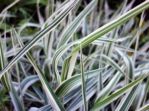 Caña de hierba canaria (1.000 semillas) - Hierba ornamental - Phalaris arundinacea