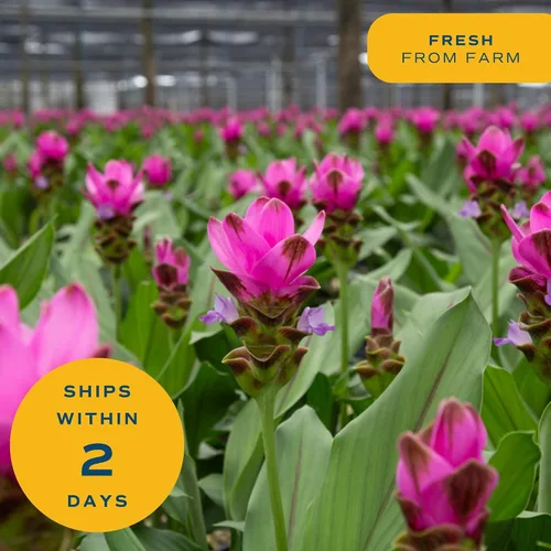 Miniatura 8 de Costa Farms Curcuma, planta viva de jengibre oculto en maceta de plástico, planta de interior con flores al aire libre, perfecta para decoración