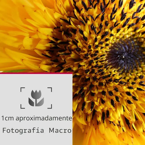 Miniatura 10 de Panasonic LUMIX FZ80D - Cámara digital para apuntar y disparar, grabación de foto/video 4K con estabilizador de imagen óptica de potencia, cámara