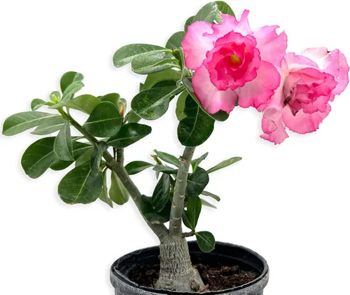 Miniatura 6 de ragnaroc Suculentas vivas – Rosa del desierto Adenium Obesum 15-25 cm de altura en maceta de 10 cm - 1 unidad - El color al florecer puede ser rosa