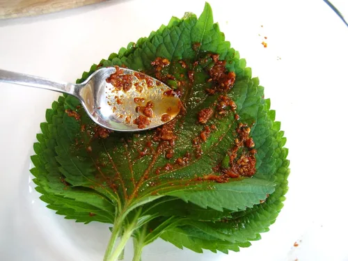 Miniatura 2 de Gaea's Blessing Semillas de Shiso coreanas (Perilla), semillas tradicionales sin OMG con instrucciones de siembra fáciles de seguir, perilla