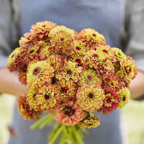 Miniatura 106 de Eden Brothers - Semillas de zinnia, cactus con flores, sin OMG, plantar en primavera, paquete, flores de bajo mantenimiento, zonas 3, 4, 5, 6, 7, 8