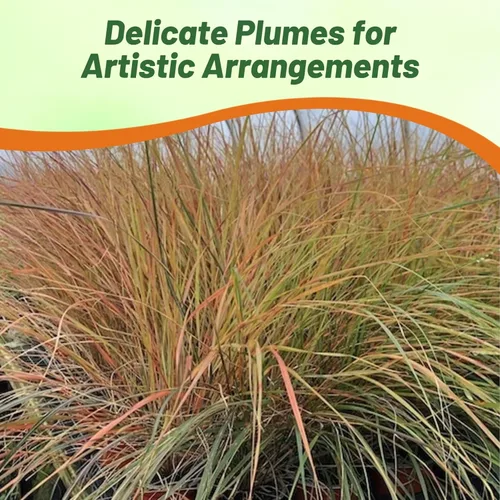 Miniatura 4 de Outsidepride - 250 semillas de la hierba ornamental perenne paja brava (Stipa arundinacea [Pheasant Tails]) para sembrar