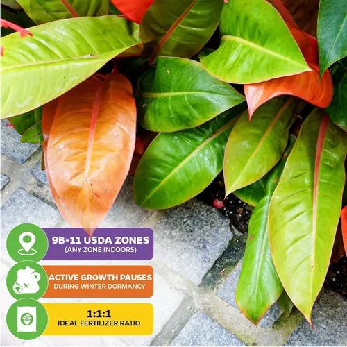 Miniatura 4 de Philodendron Prince of Orange - Philodendron by Wellspring Gardens - Vibrante y fácil cuidado para interiores - Planta exterior con color dinámico