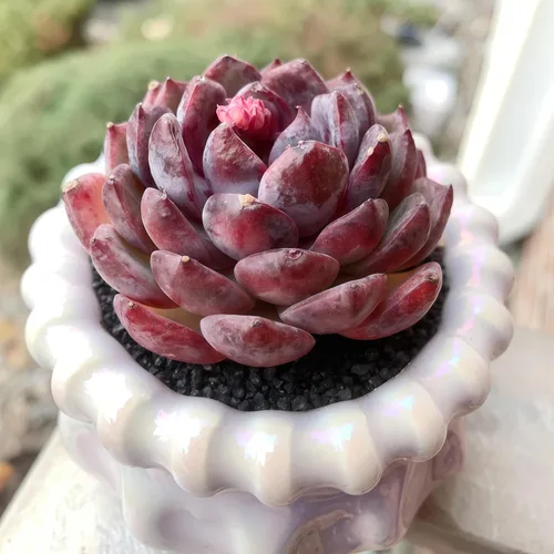 Miniatura 5 de Plantas suculentas vivas Echeveria Perle von Nürnberg, mini suculentas rojas de 3 pulgadas, raíz desnuda sin maceta, planta suculenta decoración