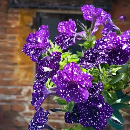 Miniatura 4 de 299 semillas anuales de flores de petunia de cielo nocturno para plantar, semillas de petunia con patrón de galaxia, flores moteadas para camas