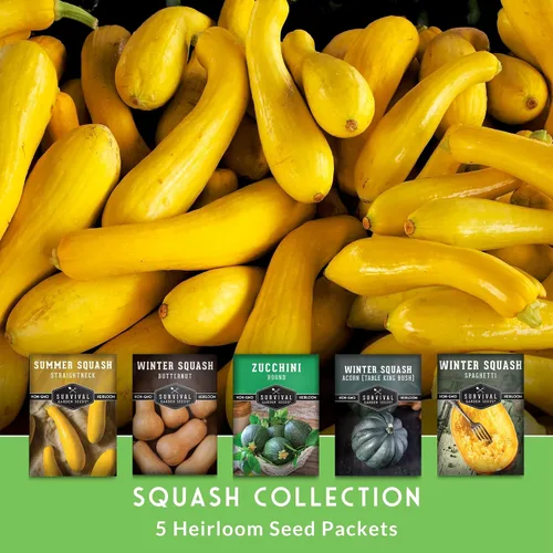 Miniatura 3 de Colección de Semillas de Calabaza para Plantar – 5 Paquetes de Calabaza de Verano e Invierno – Calabacín Redondo, Cuello Recto Amarillo, Espagueti