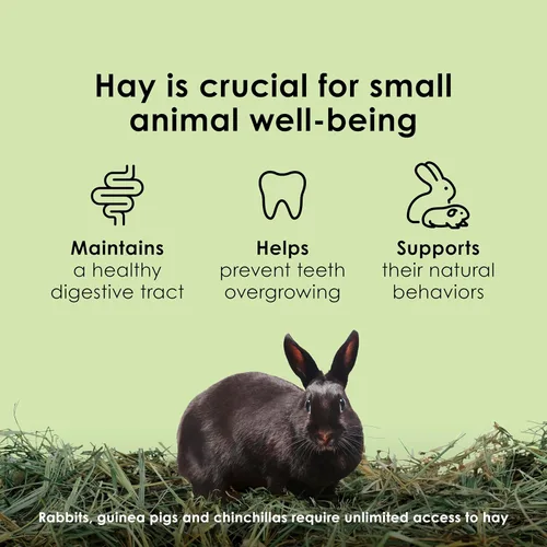 Miniatura 6 de Kaytee Heno Timothy, Alta Fibra, Crecido Específicamente para Animales Pequeños, Conejos, Cobayas, Chinchillas, 2 Libras