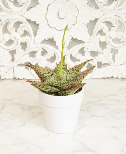 Miniatura 3 de Plantas suculentas de aloe vivo, plantas de aloe estrella viven con maceta blanca, plantas suculentas viven en una mezcla de tierra para macetas