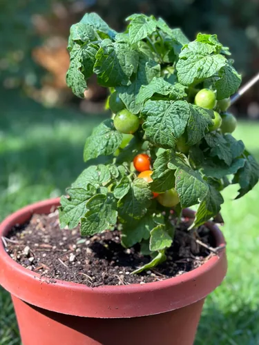 Miniatura 8 de 50 semillas de tomate Tiny Tim para plantar, tomate de patio, reliquia enana, tomate cherry - por RDR Seeds
