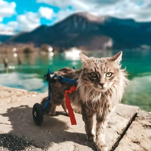 Miniatura 2 de Walkin' Wheels Ligero, para gatos pequeños de 2 a 20 libras, aprobado por veterinarios, silla de ruedas para gatos para patas traseras, para gatos
