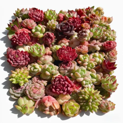 Miniatura 7 de Paquete de 100 plantas suculentas vivas, suculentas surtidas a granel, raíz desnuda a granel, mini plantas suculentas vivas, plantas suculentas