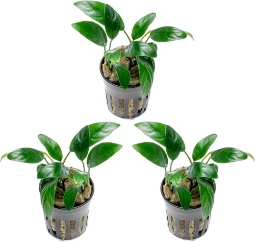 Miniatura 61 de SubstrateSource Plantas vivas – Anubias Hastifolia (Anubias hastifolia) – Luz baja a moderada, hojas en forma de flecha de color verde medio a