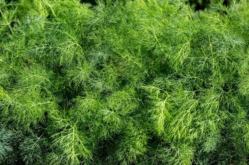 Miniatura 4 de Semillas de eneldo tipo arbusto de herencia vegetal para plantar sin OMG