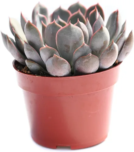 Miniatura 9 de Planta suculenta Echeveria viva – Suculenta Echeveria de 4 pulgadas totalmente arraigada (– Echeveria Borgoña Pearl)