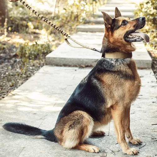 Miniatura 6 de Collar táctico para perro, resistente, ajustable, personalizado con asa y hebilla de metal para entrenamiento de policía militar