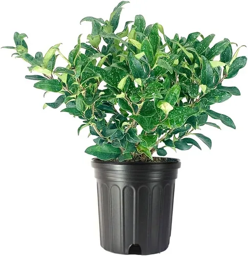 Privet de hoja rizada | Planta de tamaño grande de 1 galón | Ligustrum Japonicum Recurvifolium | Seto de arbustos de privacidad con floración de