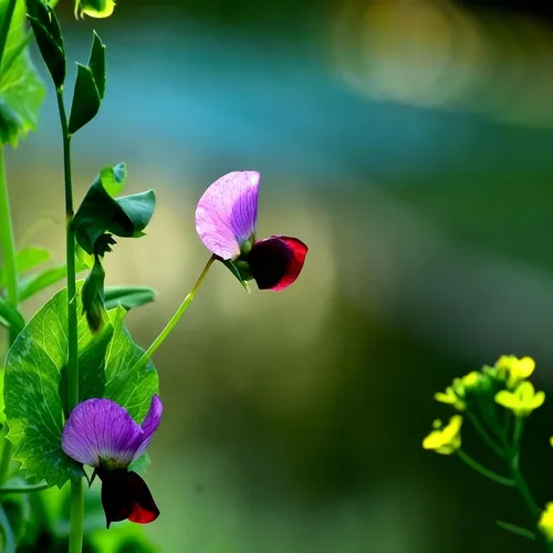 Miniatura 4 de Semillas de flor de guisante de mariposa para plantar, 35 semillas de Clitoria mixtas, semillas de clitoria sin OMG para jardín ornamental, bonsái