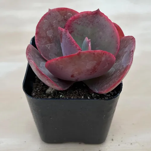 Miniatura 2 de Sprout N Green Echeveria - Planta suculenta viva de color rojo grande, totalmente enraizada en macetas de 2 pulgadas con mezcla de tierra, planta