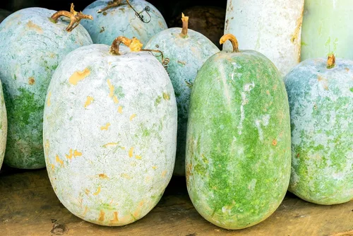 100 semillas de calabaza de cera gigante, variedad de reliquia sin OMG, temporada cálida anual por Mai's Family