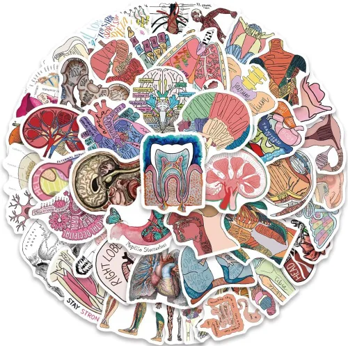 Calcomanías de Anatomía | 50 Piezas Calcomanías de Vinilo Impermeables de Órganos del Cuerpo Humano para Botellas de Agua, Bicicleta, Laptop,