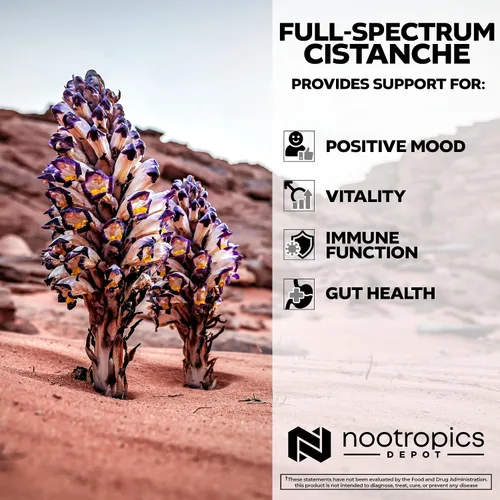 Miniatura 4 de Nootropics Depot Cápsulas de Cistanche tubulosa 700 mg 5% equinacosido + 1% verbascósido (acetósido) 60