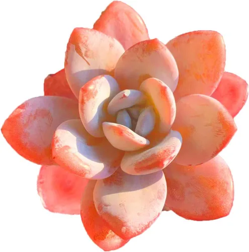 Miniatura 19 de Plantas suculentas vivas, Echeveria Onslow variegada de 3.2 pulgadas, Plantas de interior mini, Planta viva de raíz desnuda sin tierra, Plantas