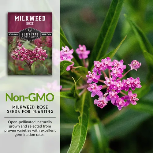 Miniatura 3 de Rose Swamp Semillas de algodoncillo para plantar, paquete con instrucciones para cultivar flores silvestres Asclepias Incarnata - Atrae mariposas