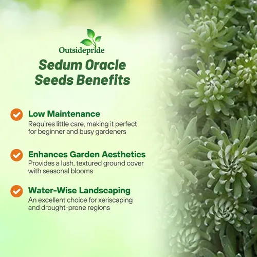 Miniatura 3 de Outsidepride Oracle Sedum Seeds - 100 semillas perennes de cobertura del suelo para plantar, plantas suculentas resistentes al frío y tolerantes al