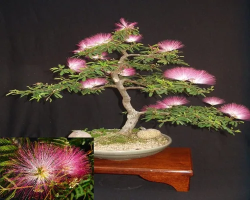 Miniatura 2 de 20 semillas de árbol bonsái Albizia Julibrissin Mimosa para plantar, árbol de seda rosa persa - Enviados desde Iowa, EE. UU