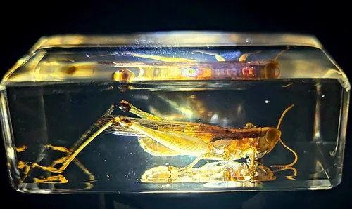 Miniatura 20 de 44mm Hormiga gigante tropical real en resina de lucita transparente cristalina, espécimen preservado Pseudoneoponera Rufipes, taxidermia