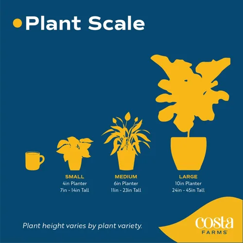 Miniatura 8 de Costa Farms Planta de aloe vera, suculenta viva, planta de interior de fácil cuidado en maceta de cultivo, purificador de aire de habitación, mesa
