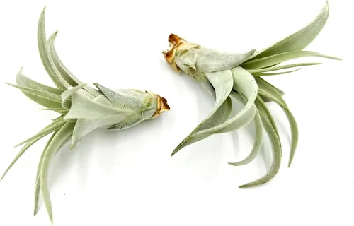 Miniatura 10 de ragnaroc Air Plants - Tillandsia Xerographica Pups, grandes 4-6 pulgadas, 2 unidades, llegada en vivo garantizada, plantas