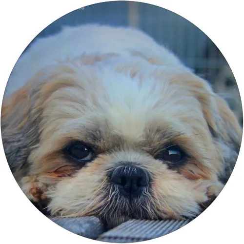 Miniatura 3 de Sad Eyes Shih Tzu Pet Dog - PopSockets Grip and Stand for Phones and Tablets