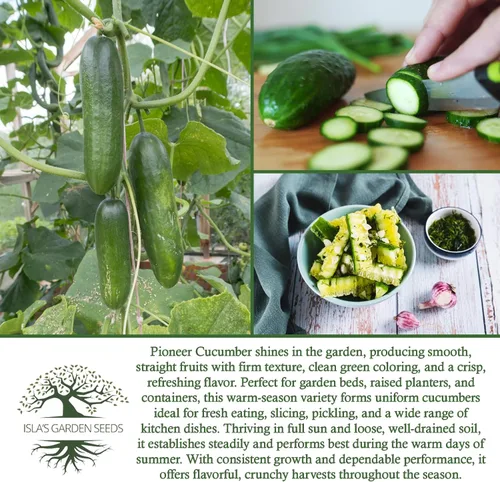 Miniatura 6 de Pioneer - Semillas de pepino en vinagre (Cucumis sativus) – Más de 150 semillas de reliquia sin OMG de Isla's Garden Seeds, textura crujiente