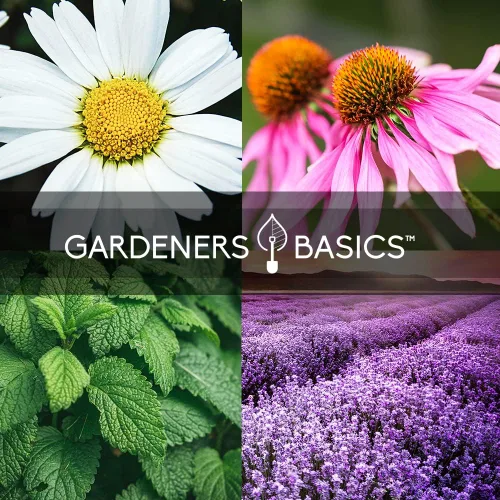 Miniatura 4 de Gardeners Basics, Semillas de té de hierbas para plantar en interiores y exteriores, 5 paquetes variados de equinácea, menta, lavanda, manzanilla